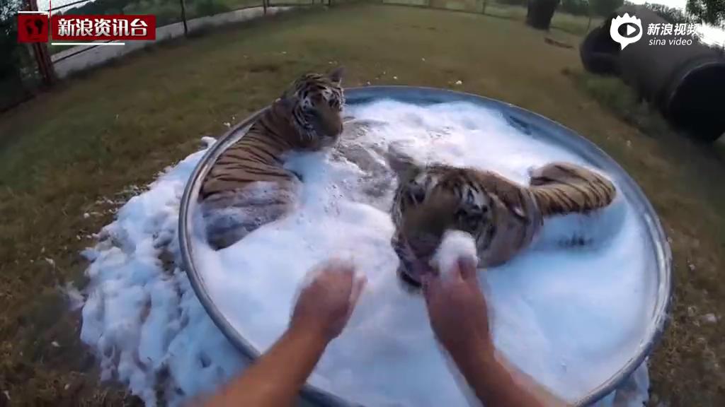 [视频]老虎宝宝洗泡泡浴 可爱逗趣演绎“反差萌”