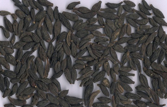 [视频]赴港买药又遭天价陷阱 皇帝果高于市价1600倍