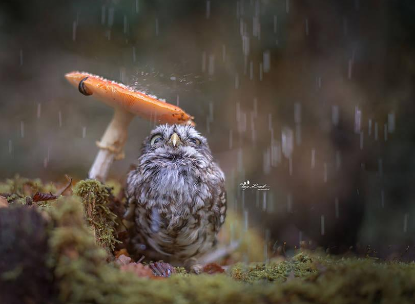 [视频]猫头鹰在蘑菇下避雨 双目圆睁萌态十足