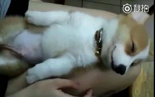 [视频]分享一只困癌晚期的柯基