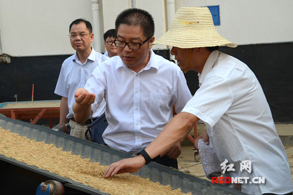 湖南省粮食局局长张亦贤[中]在粮食收购点检查清杂情况。