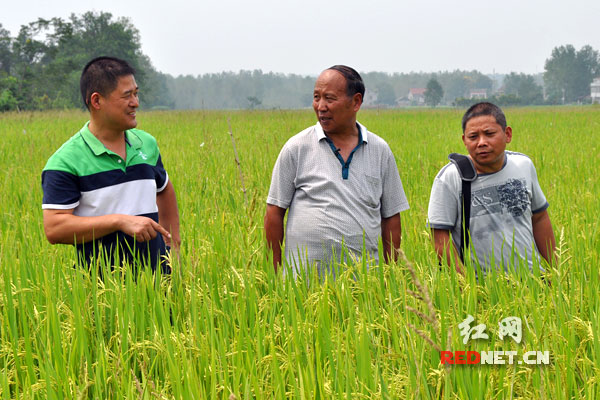 有机优质稻田间，农民和农技人员互相交流，充满了丰收的喜悦。