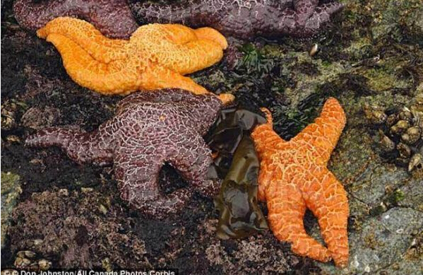 [视频]北美百万只海星染病自杀 撕裂自己内脏喷出