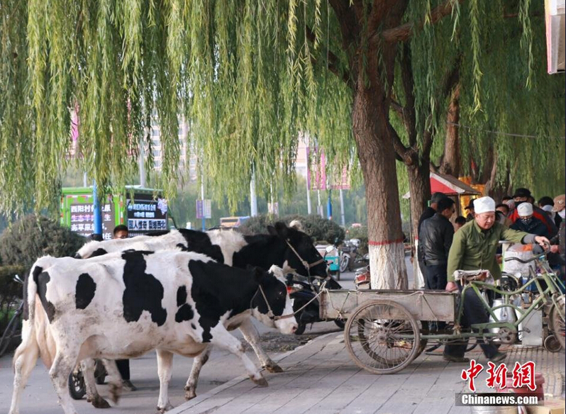 [视频]甘肃闹市区现挤现卖牛奶 市民排队购买