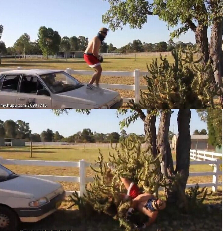 [视频]不作不会死！逗比男子赤膊上身跳进仙人掌里