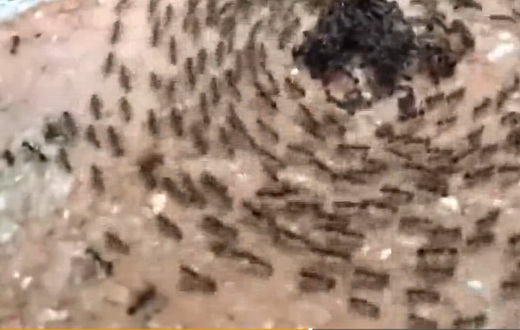 视频[行军蚁群陷“死亡漩涡” 快速转圈直到全累死