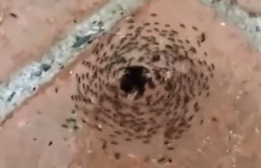 视频[行军蚁群陷“死亡漩涡” 快速转圈直到全累死