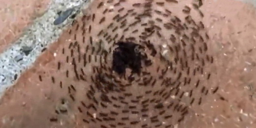 视频[行军蚁群陷“死亡漩涡” 快速转圈直到全累死