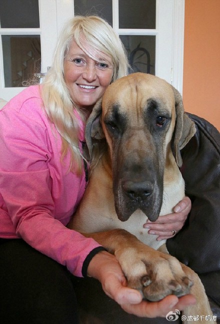 [视频]英国85斤巨型犬什么都怕只要抱抱