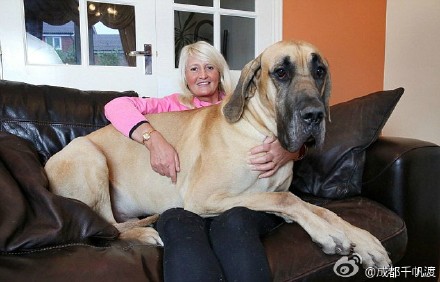 [视频]英国85斤巨型犬什么都怕只要抱抱