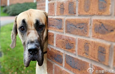 [视频]英国85斤巨型犬什么都怕只要抱抱