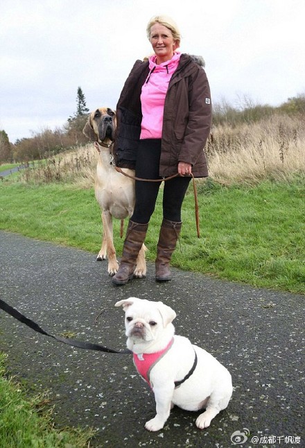 [视频]英国85斤巨型犬什么都怕只要抱抱