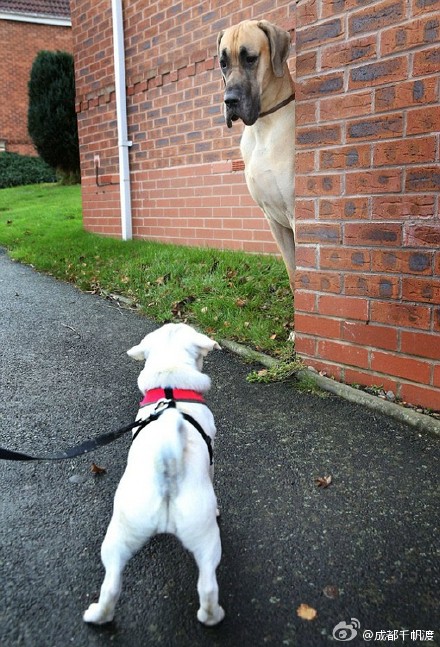 [视频]英国85斤巨型犬什么都怕只要抱抱