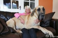 [视频]英国85斤巨型犬什么都怕只要抱抱