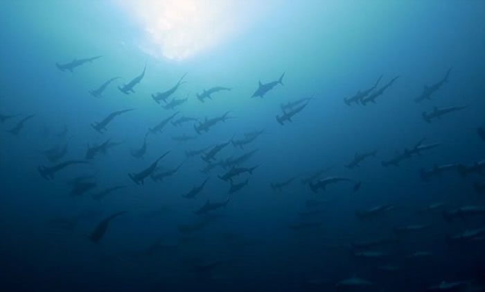 [视频]震撼！实拍印尼潜水员捕捉锤头鲨集体迁徙场景
