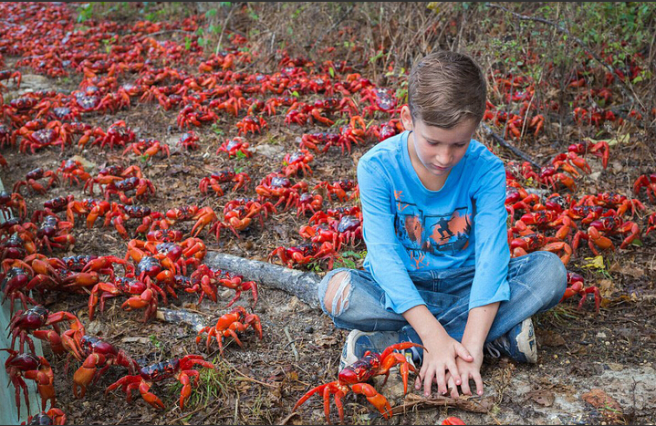 [视频]1200万只澳洲红蟹大迁移 横行圣诞岛