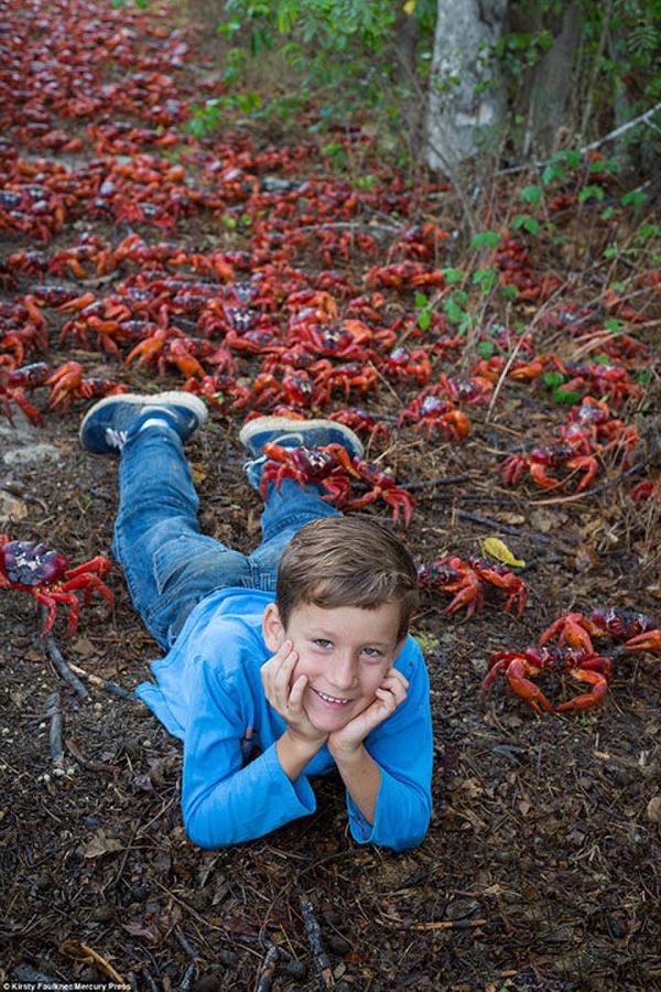 [视频]1200万只澳洲红蟹大迁移 横行圣诞岛