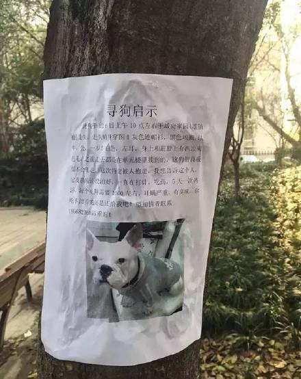 [视频]女子贴寻狗启事：我家狗智商极低！