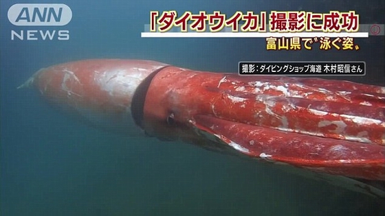 [视频]巨型乌贼现身日本 身形巨大似潜艇