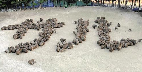 [视频]日本动物园迎猴年 200只猴拼出“猴”字