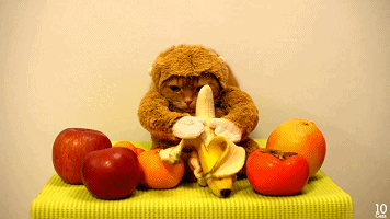 [视频]难得一见的可爱“猴子猫”