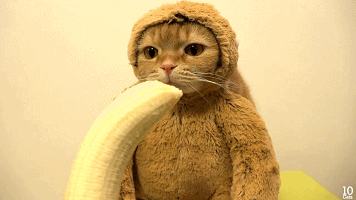 [视频]难得一见的可爱“猴子猫”