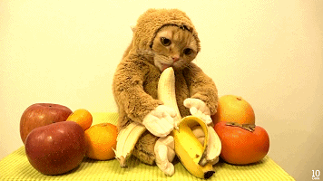 [视频]难得一见的可爱“猴子猫”