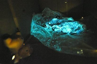 [视频]猪肉夜里发出蓝光 或是饲料磷超标