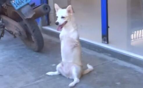 [视频]实拍秘鲁小狗天生无前腿 活蹦乱跳似袋鼠