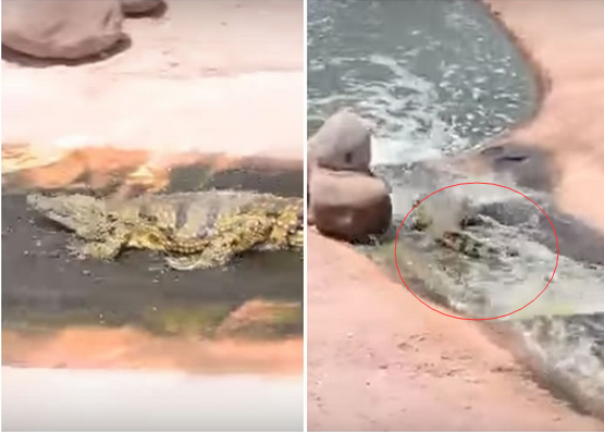 [视频]摩洛哥动物园鳄鱼爱玩水滑梯 顺流而下好可爱