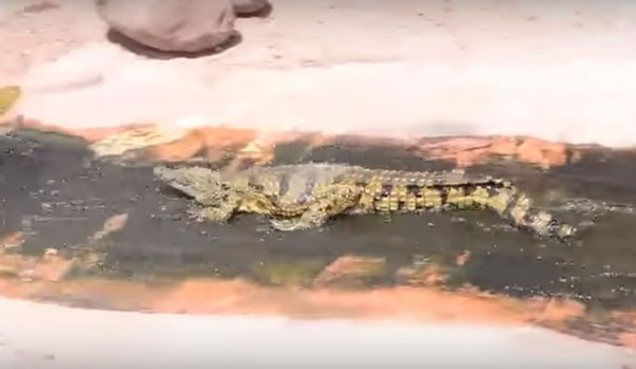 [视频]摩洛哥动物园鳄鱼爱玩水滑梯 顺流而下好可爱