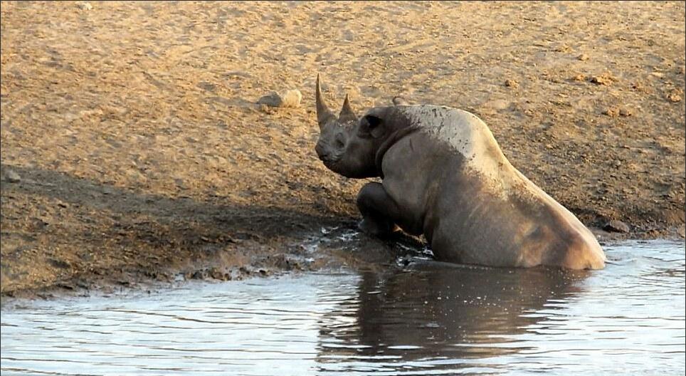 [视频]怀孕犀牛被困水坑 奋力击退三只饿狮