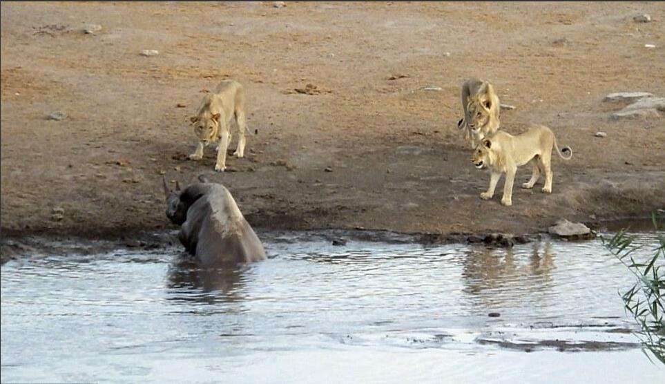 [视频]怀孕犀牛被困水坑 奋力击退三只饿狮