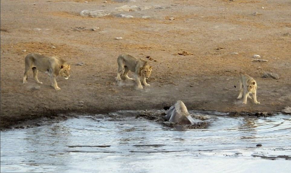 [视频]怀孕犀牛被困水坑 奋力击退三只饿狮