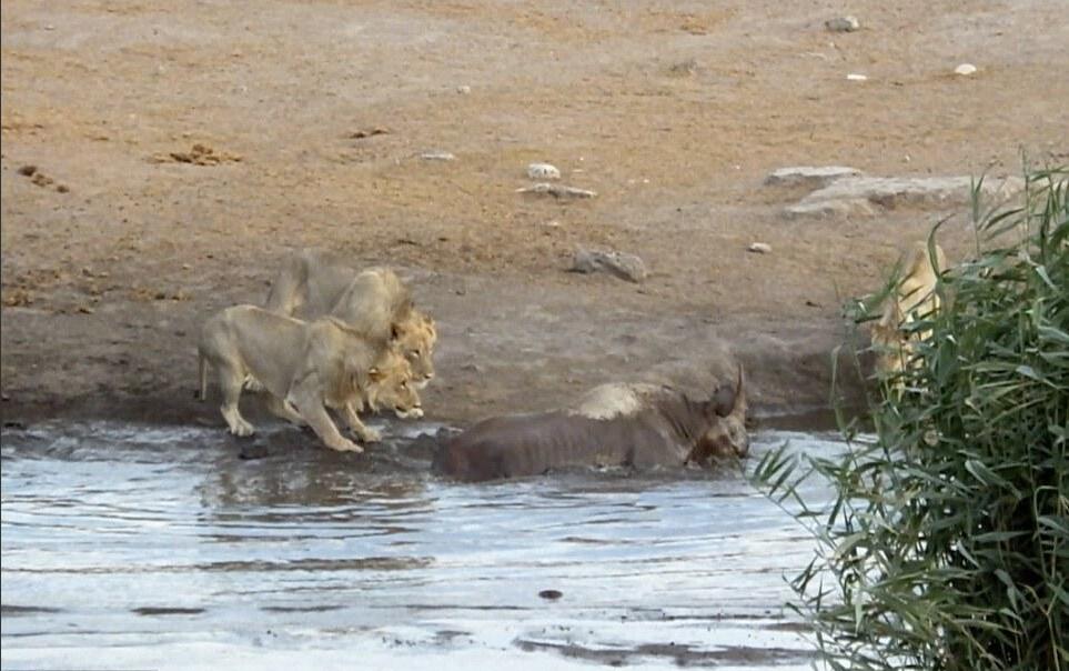 [视频]怀孕犀牛被困水坑 奋力击退三只饿狮
