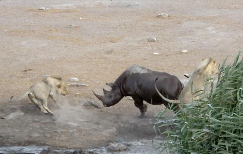 [视频]怀孕犀牛被困水坑 奋力击退三只饿狮