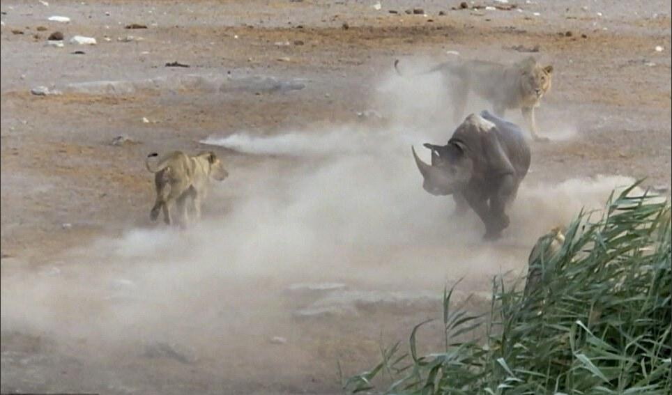 [视频]怀孕犀牛被困水坑 奋力击退三只饿狮