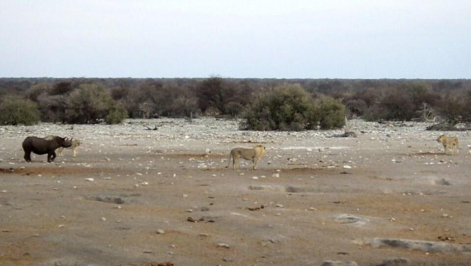 [视频]怀孕犀牛被困水坑 奋力击退三只饿狮