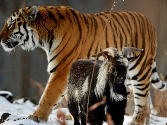 [视频]友谊破裂？俄动物园“好基友”山羊挑衅老虎被推下山坡