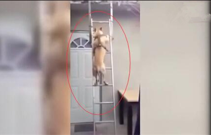 [视频]逆天汪星人 爬梯子上房顶