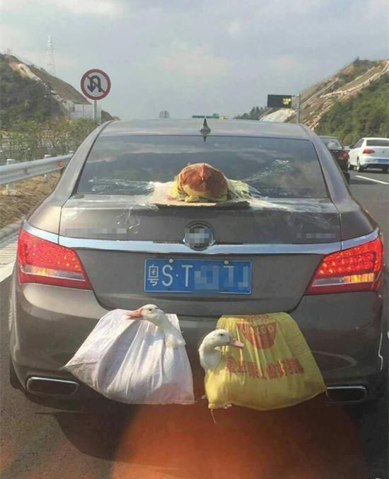 [视频]“两鸭一鸡”上高速成网红 画面喜感引网友吐槽