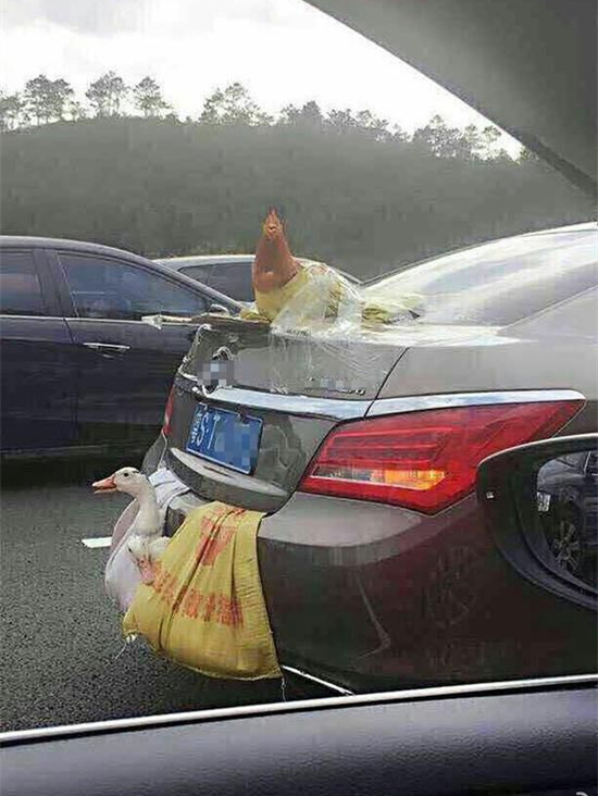 [视频]“两鸭一鸡”上高速成网红 画面喜感引网友吐槽