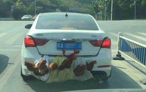 [视频]“两鸭一鸡”上高速成网红 画面喜感引网友吐槽