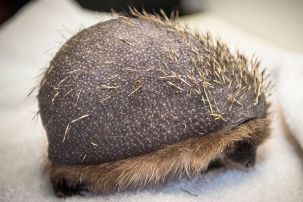 [视频]英国：刺猬患秃头症 专家：压力大