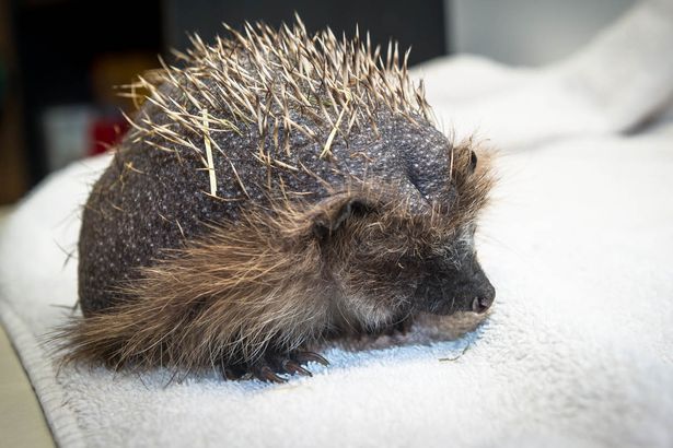[视频]英国：刺猬患秃头症 专家：压力大