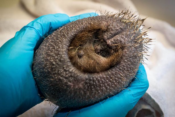 [视频]英国：刺猬患秃头症 专家：压力大