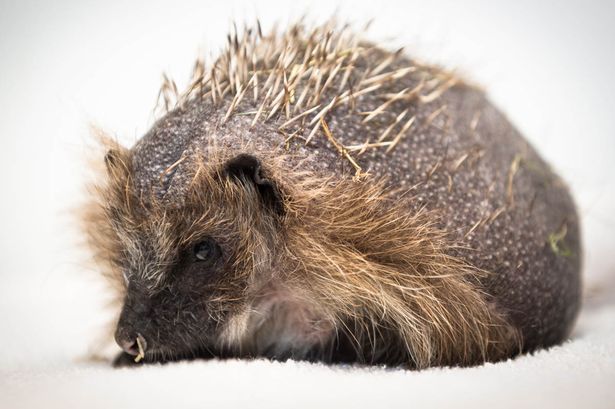 [视频]英国：刺猬患秃头症 专家：压力大