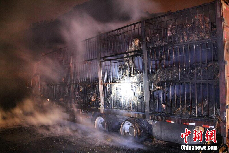 [视频]广西高速货车起火 300头活羊变“烤全羊”