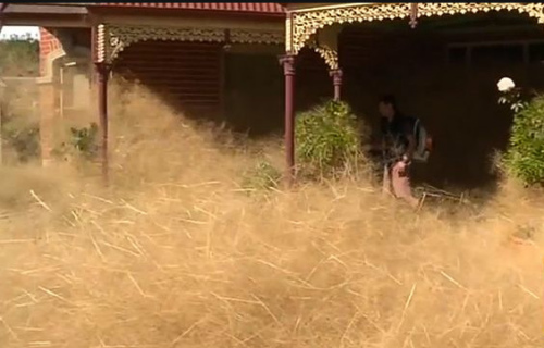 [视频]小镇被风滚草“吞噬” 居民出门要先突破屋前干草