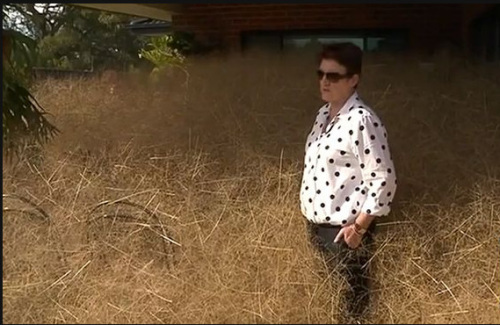 [视频]小镇被风滚草“吞噬” 居民出门要先突破屋前干草